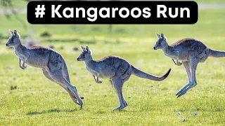 Amazing Kangaroo Runs #amazing #animals #kangaroos #run