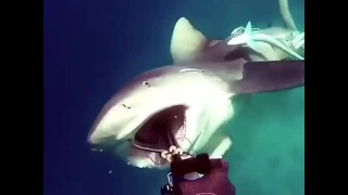 Shark attacks a diver [location Unknown]