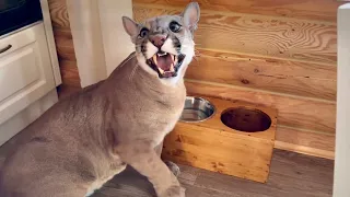 So hungry! Puma Messi survived a :hungry day" and hissed at Sasha!