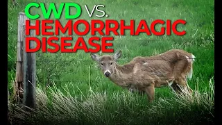 Hemorrhagic Disease vs. CWD