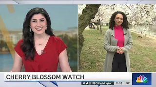 See It: Stumpy the Cherry Tree Is in Full Bloom | NBC4 Washington