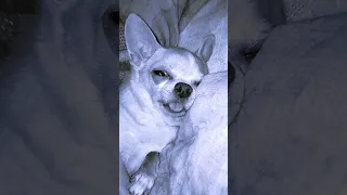 Chihuahua Yuty sleeps funny! 🥰Чихуахуа Юти забавно спит!