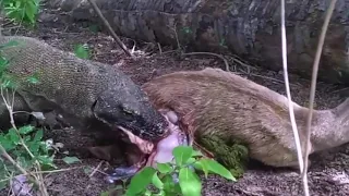 Komodo Dragon Swallow Baby Deer Ripped From Mother Womb & Eat Mom Alive❗️NOT For Sensitive Viewers❗️