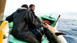 Catching Exotic LARGE FISHES (Somali Ocean) 2021