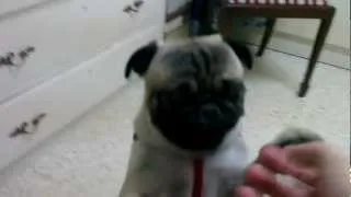 Crazy pug running in Circles