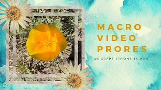 Macro Video In ProRes 4K 30fps| iPhone 13 Pro