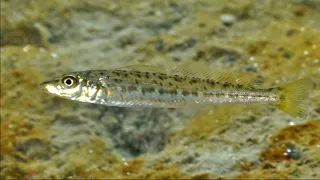 Facts: The King George Whiting