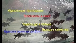 Телескопы в яме! Чудеса,да и только... Что делает пруд с золотыми рыбками?