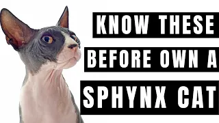 Sphynx cat- What You NEED to Know Before Owning!!