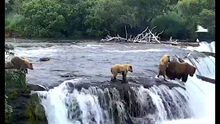 "We'll help you Mom!" 402 with cubs at Brooks Falls. 30 June 2019