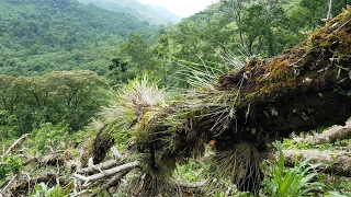 Wild Orchids in Oaxaca Mexico - A family expedition!