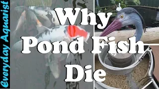 3 Reasons Pond Fish Die | Goldfish & Koi