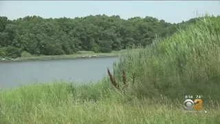 Invasive Plants Overrun New York's Parks