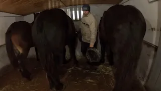 БУДНІ ДНІ /КОНІ ВАГОВОЗИ/horses in Ukraine