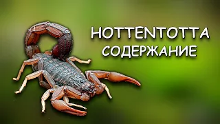 Скорпион Hottentotta - стоит ли заводить новичку? Сила ЯДА | Размножение