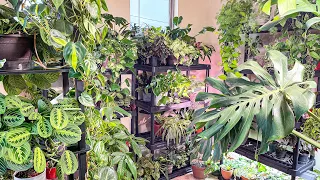 PLANT UPDATES | WHAT'S GOING ON IN THE PLANT ROOM | HOUSEPLANT UPDATES | NEW PLANT GROWTH