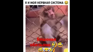 бешеная обезьяна