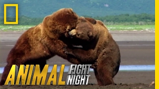 Get Ready For Grappling Grizzlies | Animal Fight Night