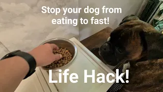 How To Stop Your Dog From EATING TO FAST Resulting In Vomits! 😁 Simple Life Hack Trick! 😁