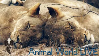 Animal World LIVE with Brent Leo-Smith | Rhino Revolution