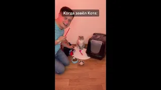 подборка видео про котят, кошек, котов. #1