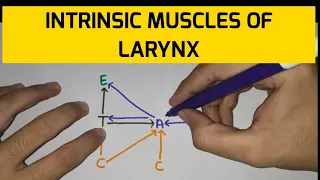 Larynx - 5 | Muscles of Larynx