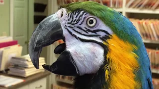 21 year old blue and gold macaw in for radical beak trim