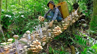 It's time to harvest wild mushrooms. a lot of strange mushrooms grow in the forest - Build Life