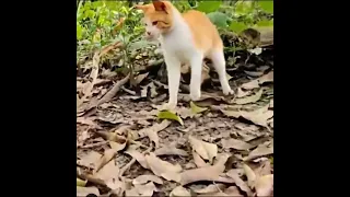 Cat slaps a snake