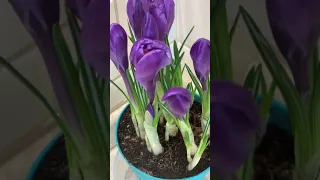 How the spring crocus flower blooms.  time-lapse shooting. Как распускается Крокус🌱