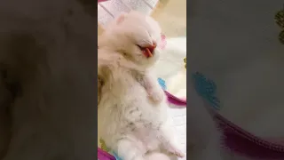 so funny sleep kitten 😍❤️ #kitten #short