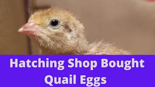 CAN YOU HATCH EGGS BOUGHT FROM THE STORE/SHOP?  QUAIL EGGS BOUGHT AT THE GROCERY STORE