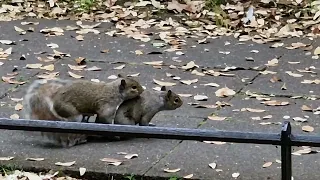 A pair of squirrels mating, Saint Stephen's Green, Dublin