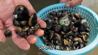 今天和老爸去摸黄沙蚬，好吃#分享 #海边 #赶海