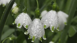 Waterfall | Grass | Flowers | Mountain | River  #viral