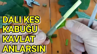 Göz Aşısı Ne Zaman Yapılır