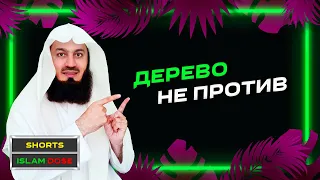 Будь как дерево, мой друг!! | Муфтий Менк #Shorts