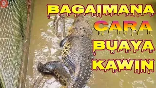 Bagaimana cara buaya kawin