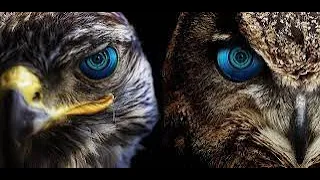 Бескомпромиссная война орлов и сов. Орел против совы. Eagle vs owl. Real battle.