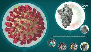 Coronavirus – ist der Erreger schon mutiert?