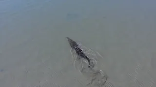 Bull Shark and Saltwater Crocodile Come Face-to-Face Off Arnhem Land