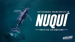 ¿Qué hacer en Nuquí, Chocó? Avistamiento de Ballenas, Los Termales, Parque Nacional Utría | 4k