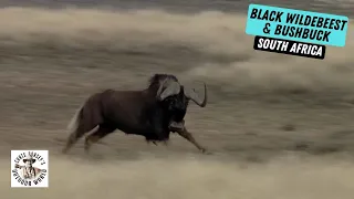 Hunt for Stunning Black Wildebeest and Bushbuck in South Africa