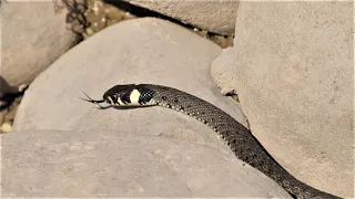 Ringelnatter sucht kleine Frösche / Grass snake is looking for small frogs