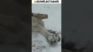 Конь Юлий в настоящей жизни