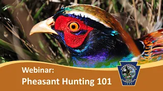 Pheasant Hunting 101