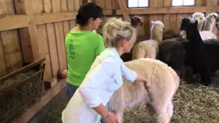 Einmal im Leben: Alpakas Scheren