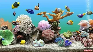 Marine Aquarium Screensaver Best Fish Tank 3 Hours of Relaxing Video 60fps