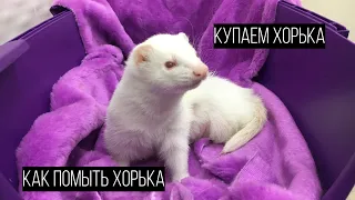 Уход за ХОРЬКАМИ.  Как ПОМЫТЬ хорька /Furittus