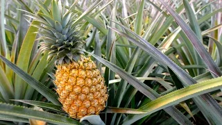 How To Grow Pineapples | How Do they do it